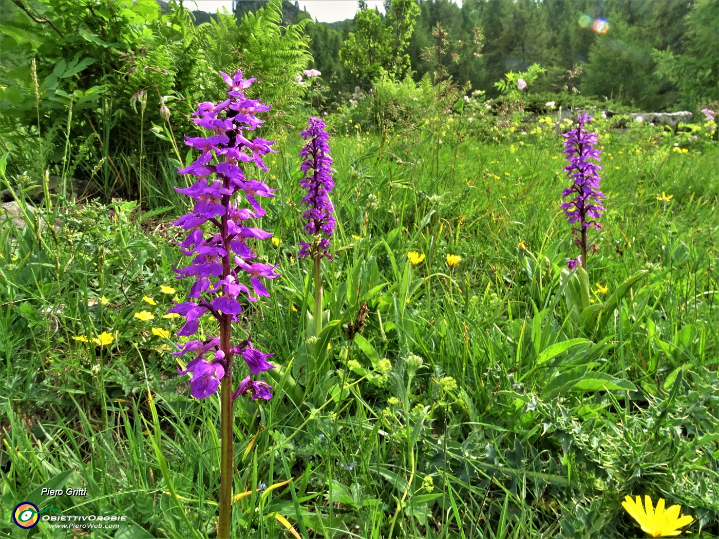 88 Scendendo sul Sentiero delle foppe...orchidee .JPG